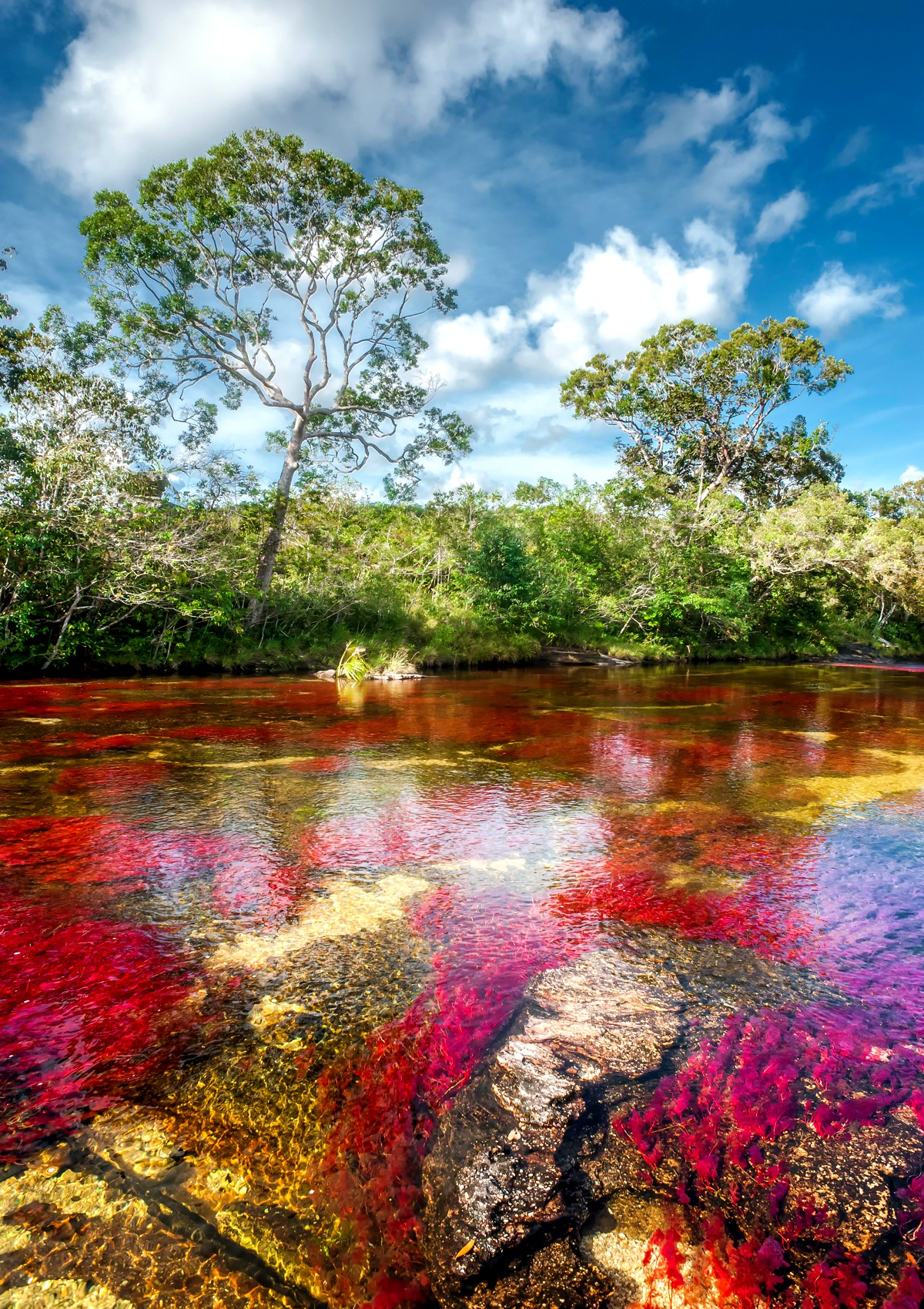 CAÑO CRISTALES EN EL SECTOR EL TAPETE