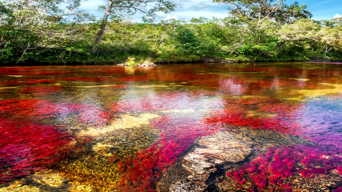 Caño Cristales – Der „Fluss der fünf Farben“ in Kolumbien