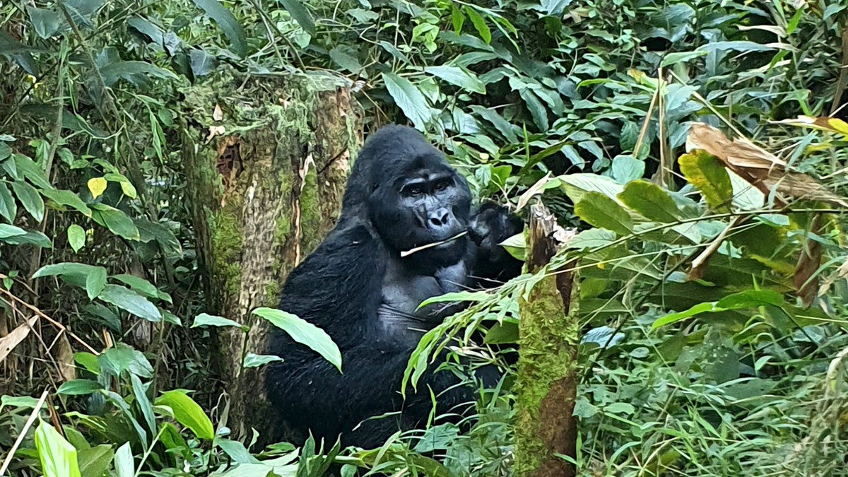 Die Geschichte der Berggorillas in den Virunga-Bergen von Uganda