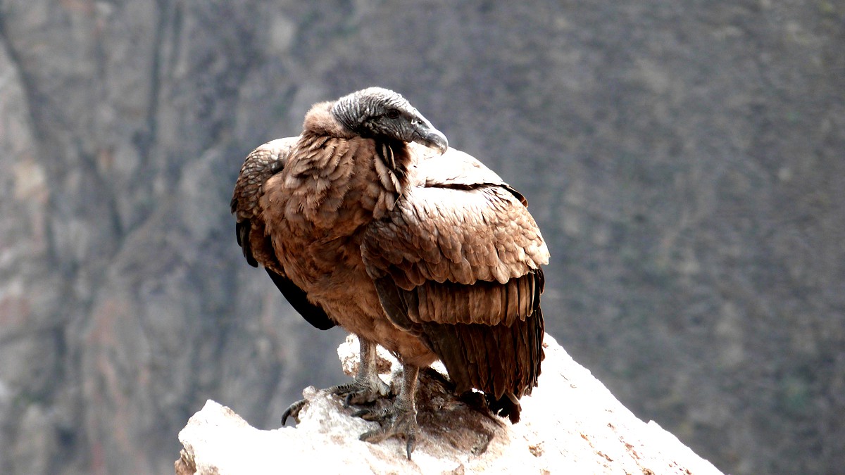 Trekking im Colca Canyon – Wandern im Herzen der peruanischen Anden
